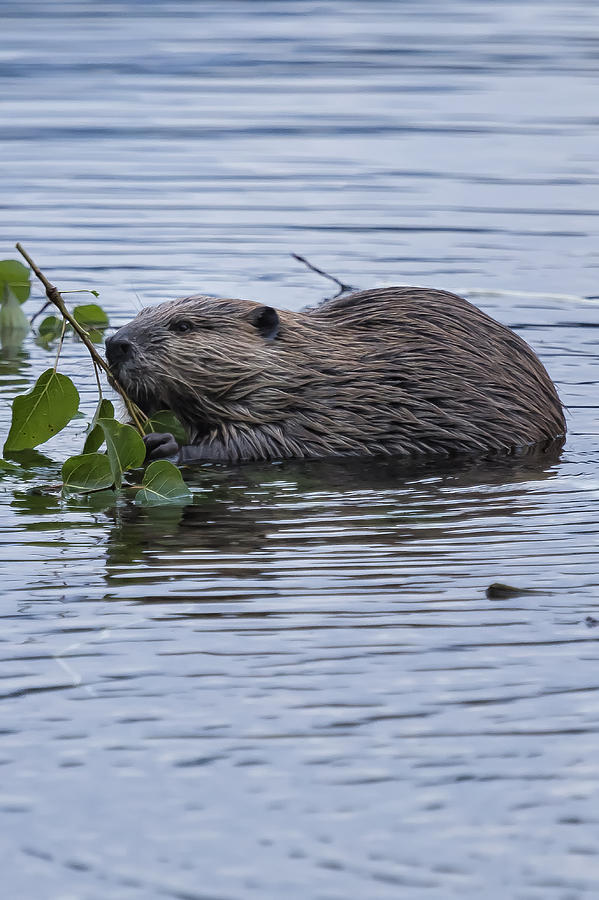 Beaver at Lake McDonald Photograph by Belinda Greb