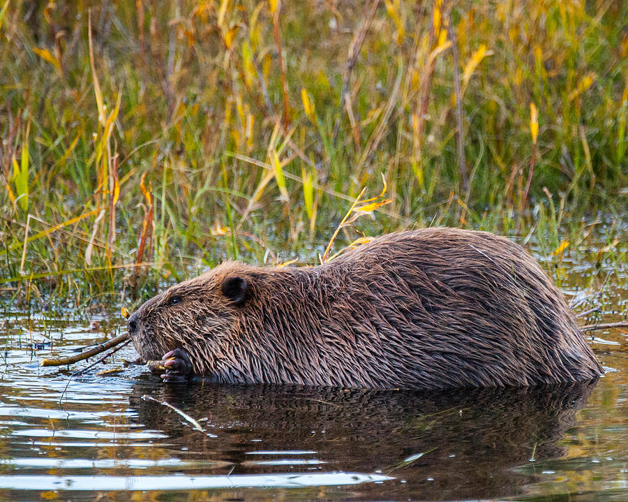 Beaver chew Photograph by William Krumpelman - Fine Art America