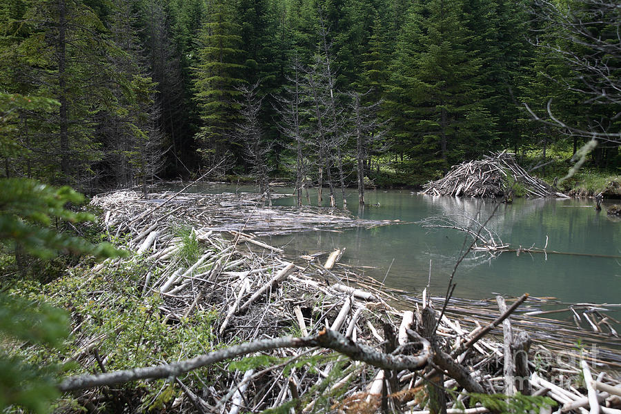 Beaver Dam And Lodge Photograph by Ted Kinsman