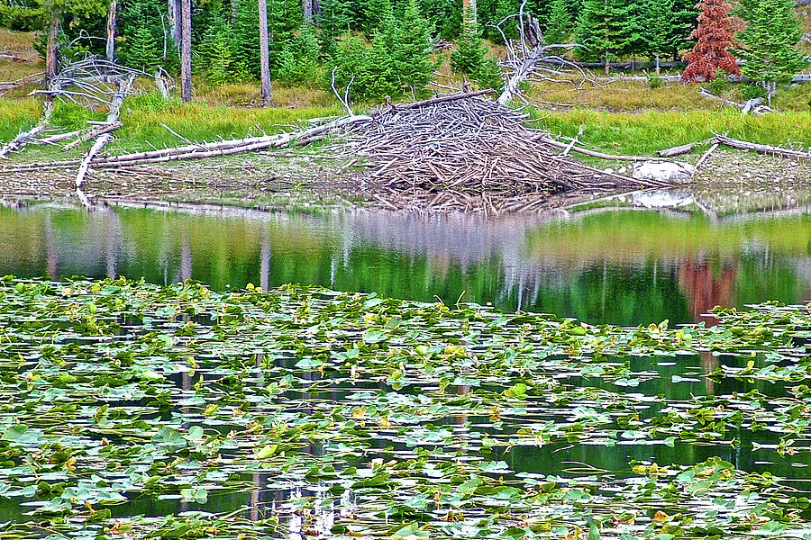 Beaver Dam in Heron Pond in Grand Tetons National Park, Wyoming  Photograph by Ruth Hager