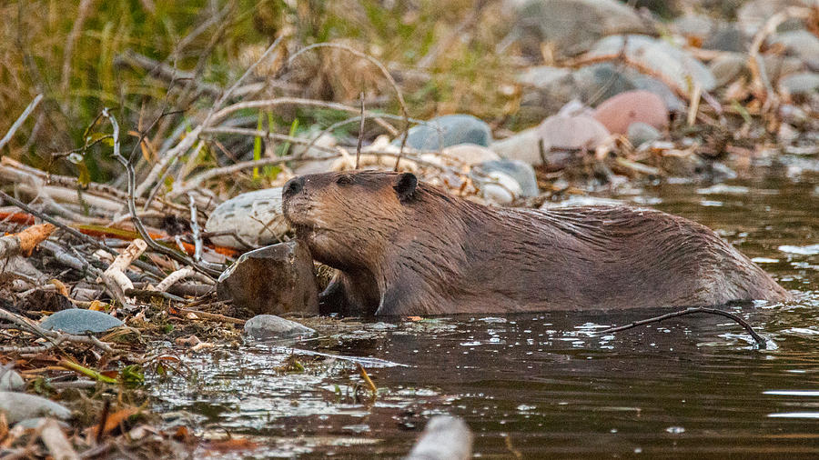 Beaver Photograph - Beaver Dam by William Krumpelman.