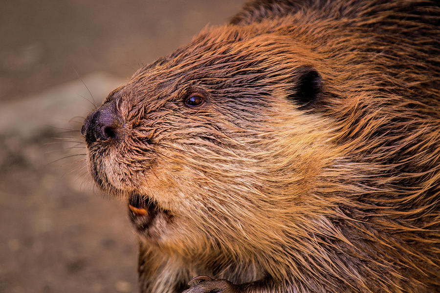 Beaver Photograph by Don Johnson