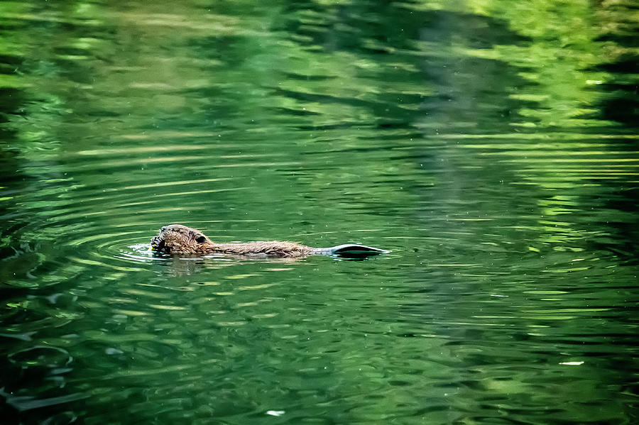 Beaver Eating on the Swim, No. 1 Photograph by Belinda Greb