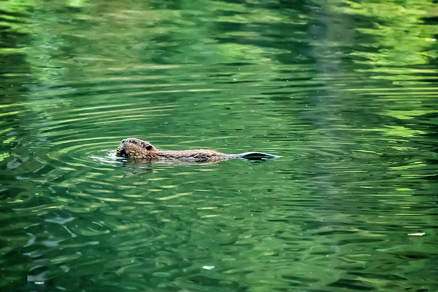 Beaver Eating on the Swim, No. 2 Photograph by Belinda Greb
