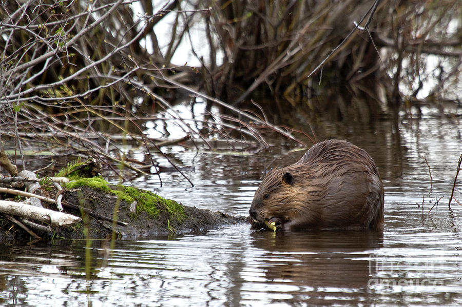 Beaver having lunch Photograph by Rodney Cammauf