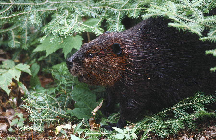 Beaver in forest Photograph by Steve Somerville