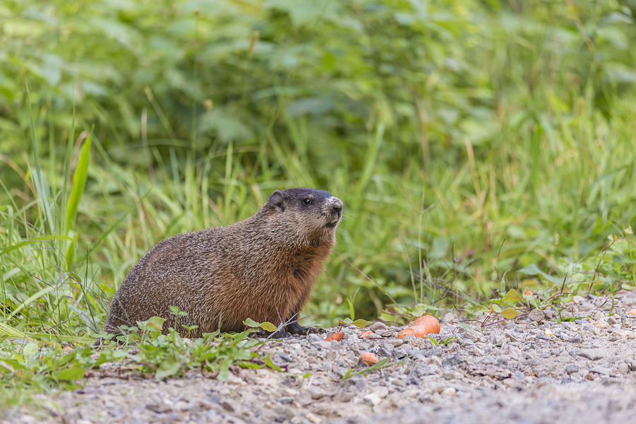 Beaver in its habitat Photograph by Josef Pittner