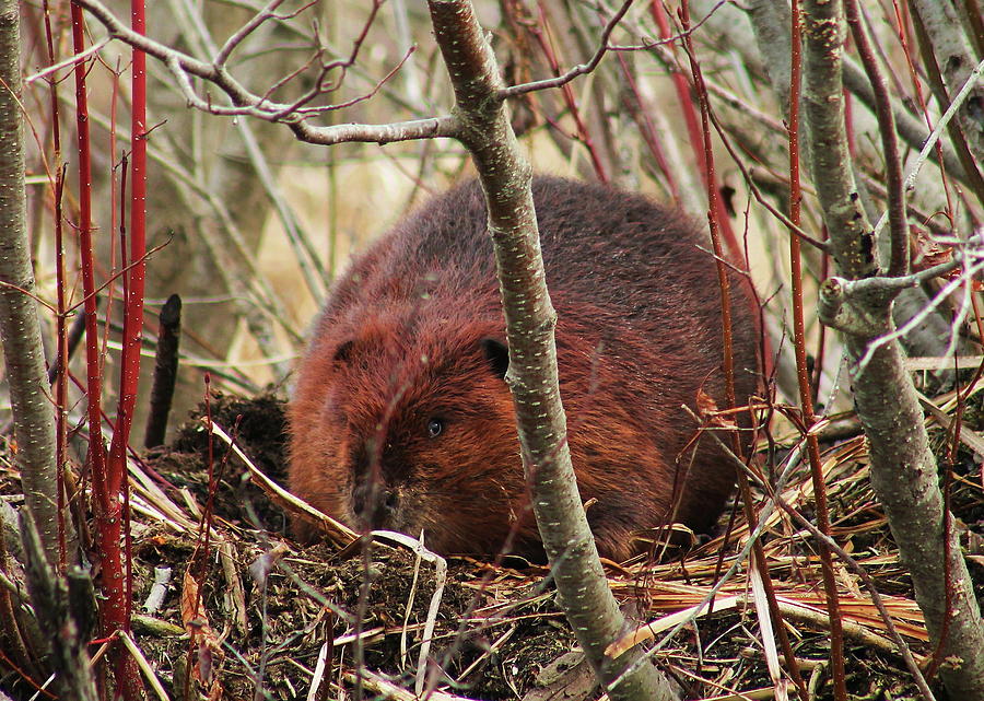 Spring Photograph - Beaver in the Alders  by Bethany Benike