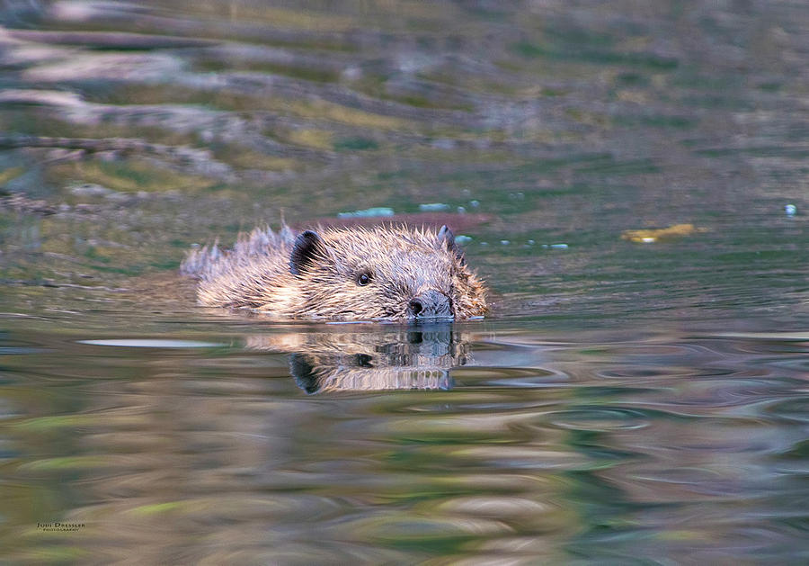 Beaver incoming Photograph by Judi Dressler