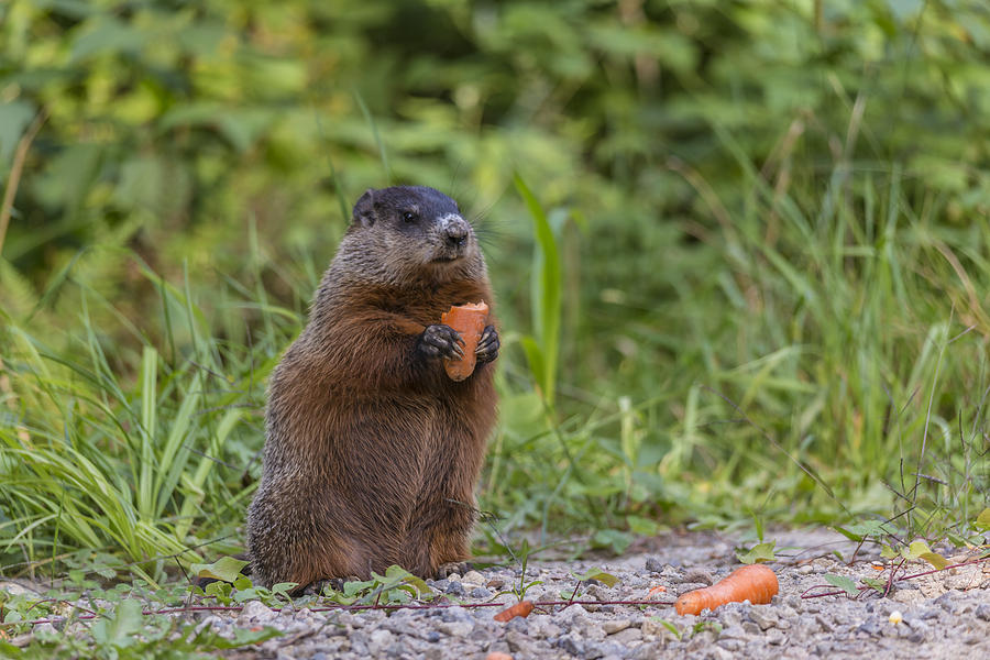 Beaver Photograph by Josef Pittner