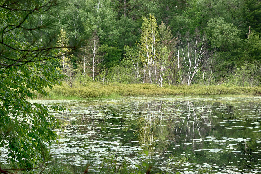 Beaver Lake in Green Photograph by Jessica Levant