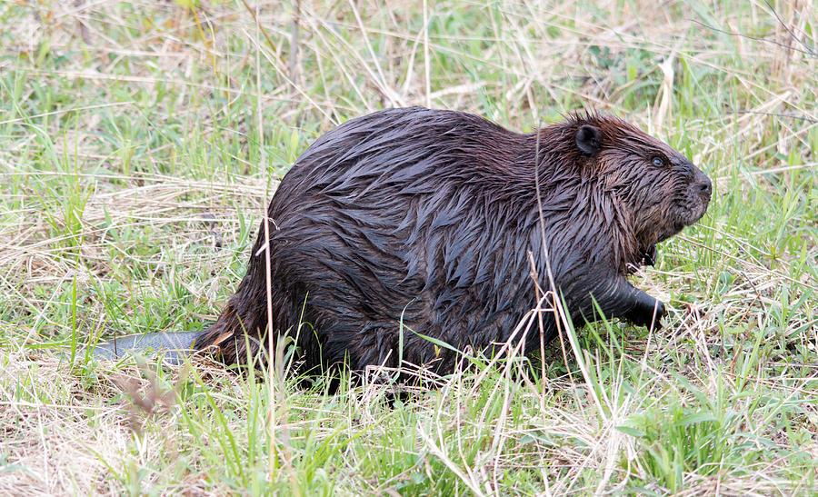 Beaver Photograph