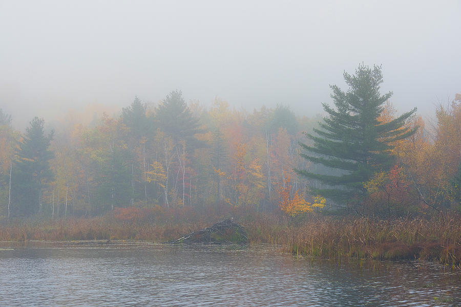 Beaver Lodge on a Foggy Maine Day Photograph by Dennis Kowalewski