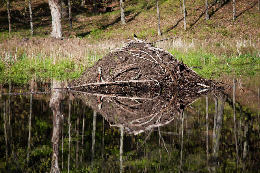 Beaver Lodge Reflection Photograph by Jeff Severson