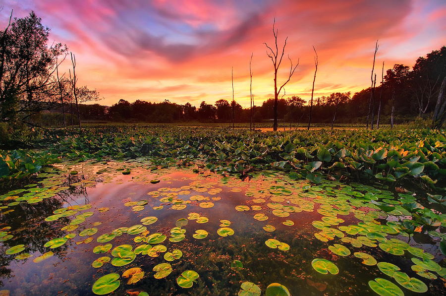 Beaver Marsh Sunset Photograph by Jeff Burcher
