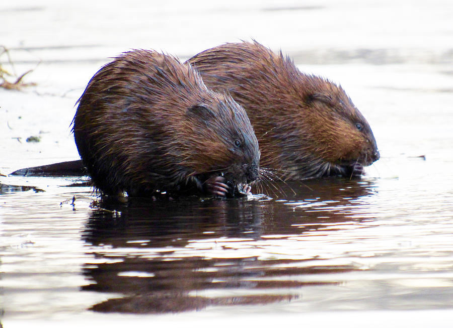 Beaver pair Photograph by Kristen Anderson - Fine Art America