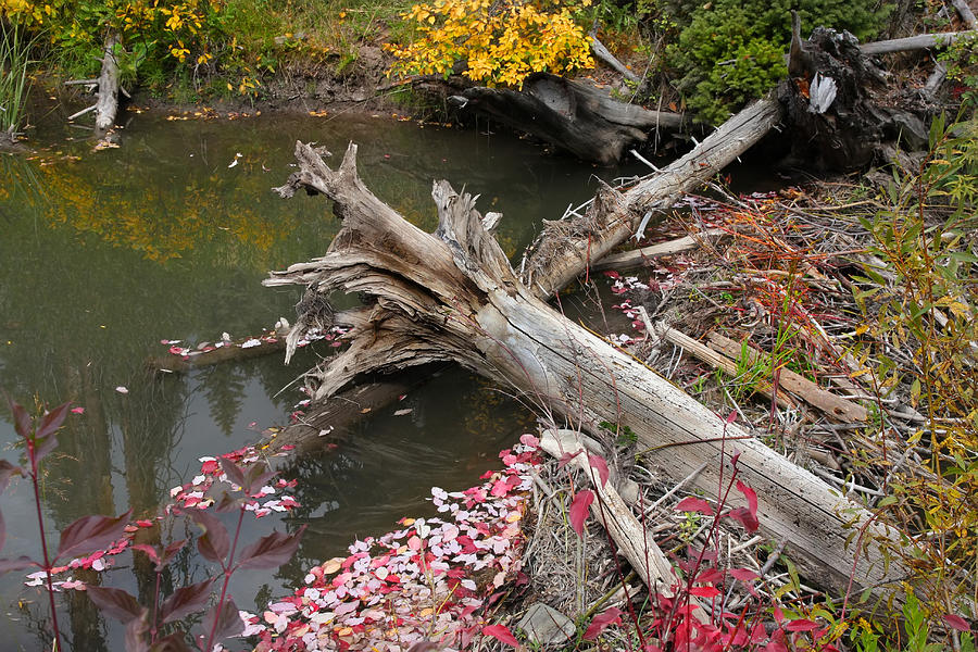 Beaver Pond Photograph by Mark Smith