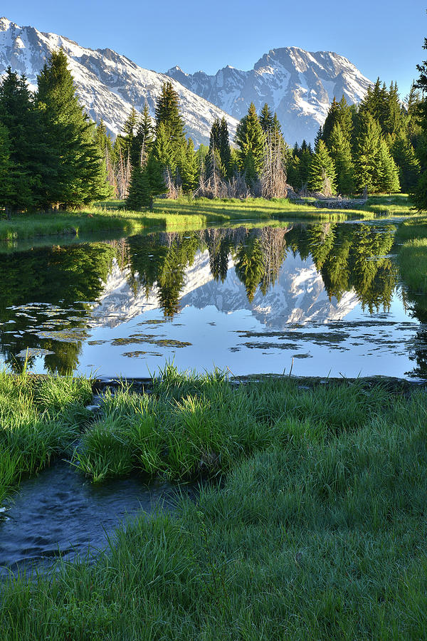 Beaver Pond Reflection of Mt. Moran Photograph by Ray Mathis