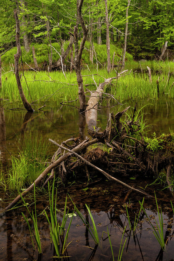 Beaver Pond Remnants  Photograph by Irwin Barrett