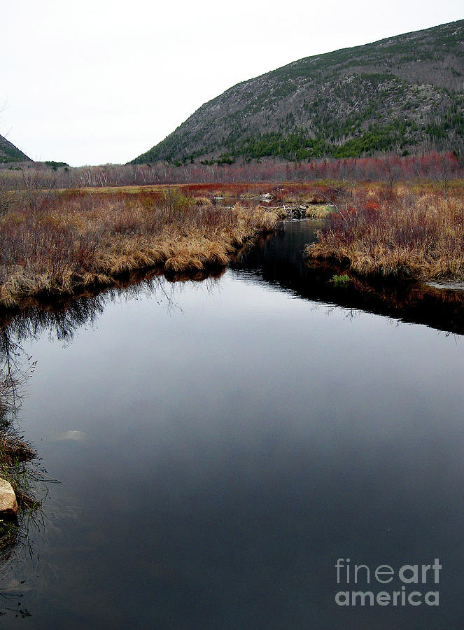 Acadia National Park Photograph - Beaver Pond by Skip Willits