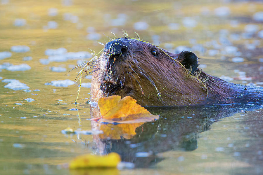 Wildlife Photograph - Beaver Portrait by Mircea Costina Photography