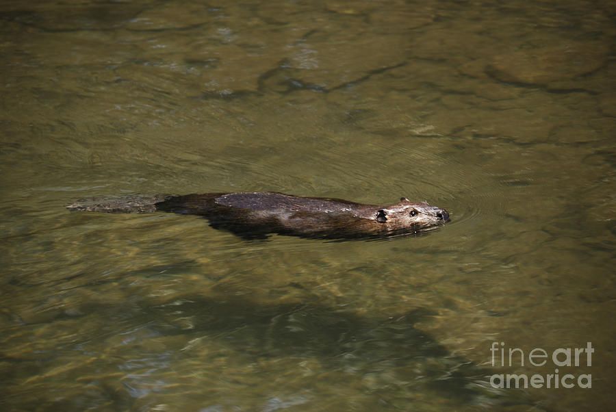 Wildlife Photograph - Beaver Swim by Randy Bodkins