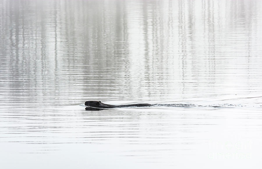 Beaver Swimming Photograph by Cheryl Baxter