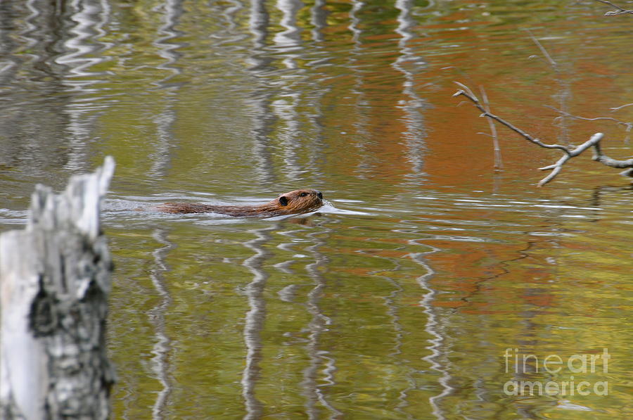 Beaver Swimming in Fall Colors Photograph by Sandra Updyke