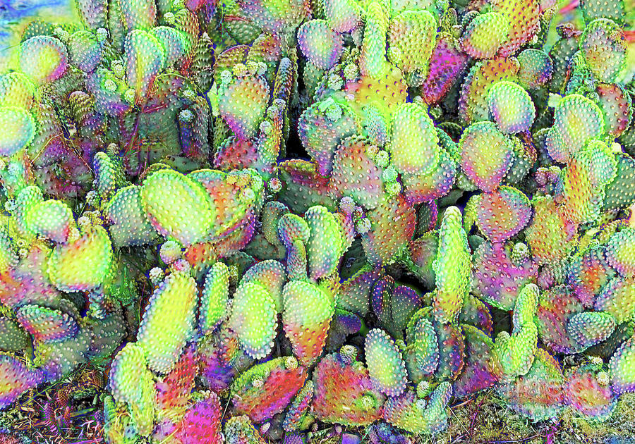 Beaver Tail Cactus in green and Violet Digital Art by Linda Phelps