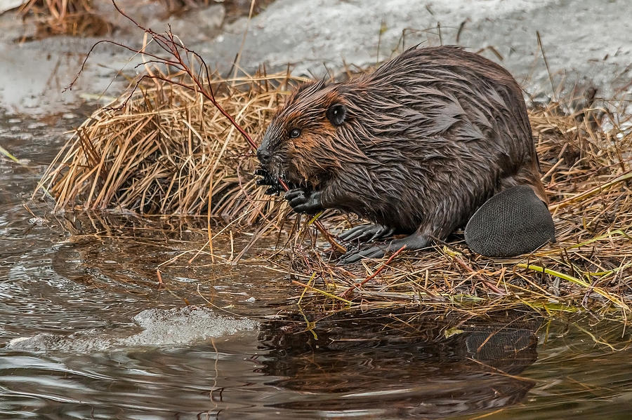 Beaver Tail Photograph by Steve Dunsford