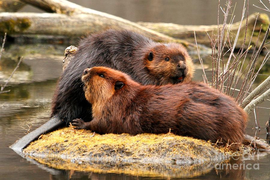 Beaverly love Photograph by Heather King