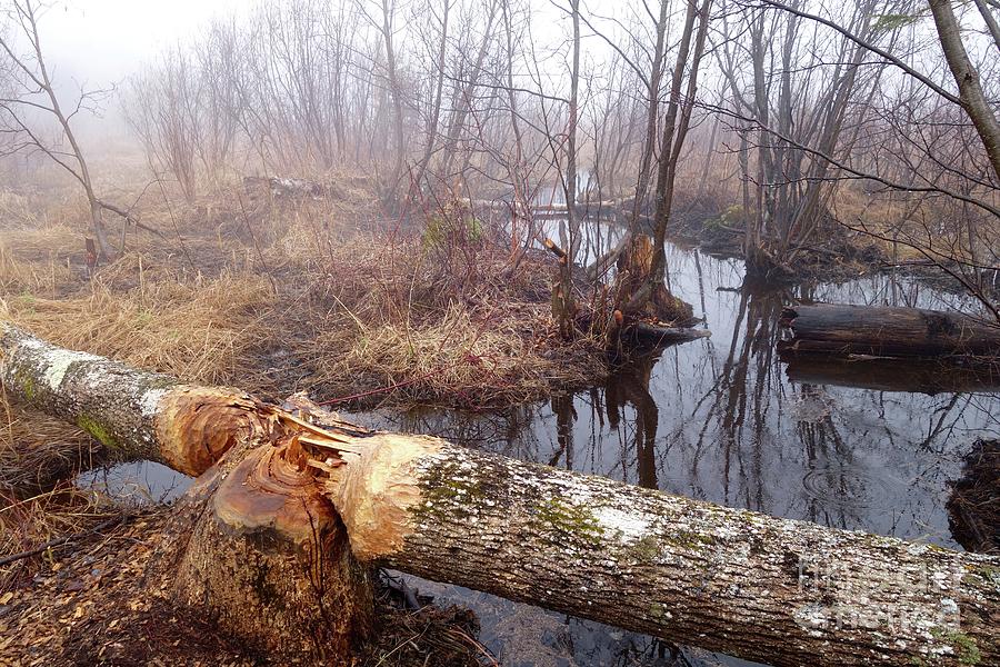 Beavers are Busy Photograph by Sandra Updyke