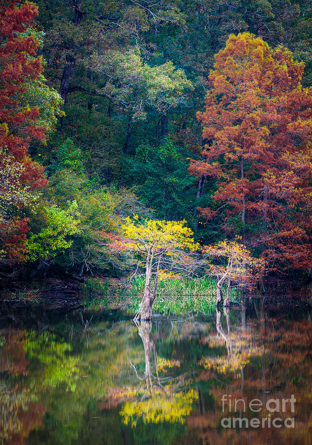 Fall Photograph - Beavers Bend Trees by Inge Johnsson