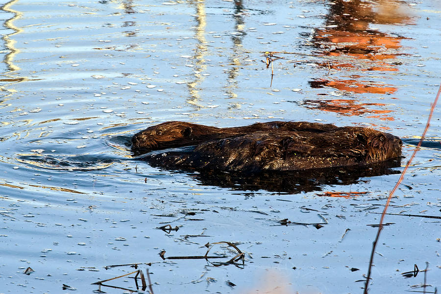 Beavers in Love Photograph by Gary Smith - Fine Art America