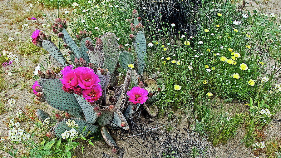 Beavertail Cactus among Desert Wildflowers in Anza-Borrego State Park-California  Photograph by Ruth Hager