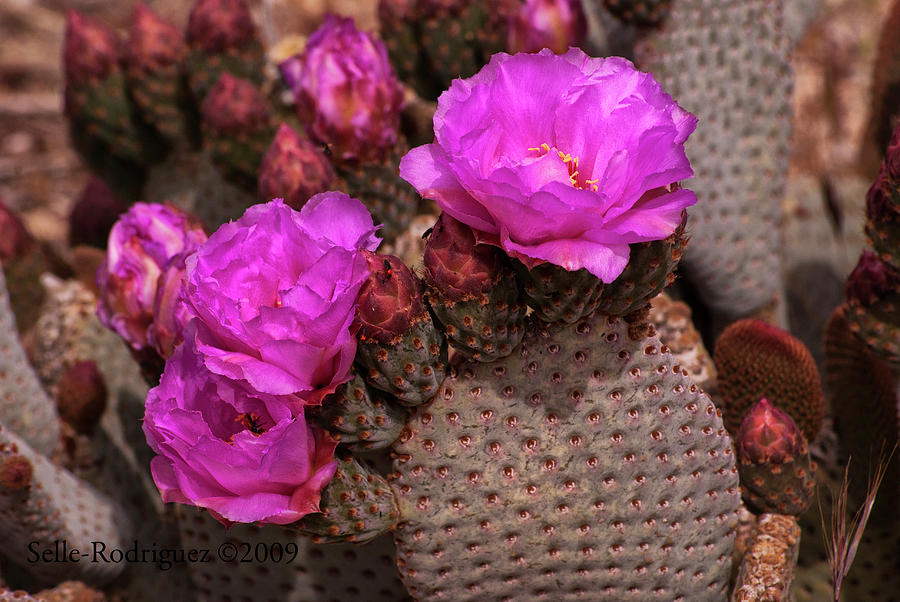 Beavertail Cactus Blooming Photograph by Sandra Selle Rodriguez
