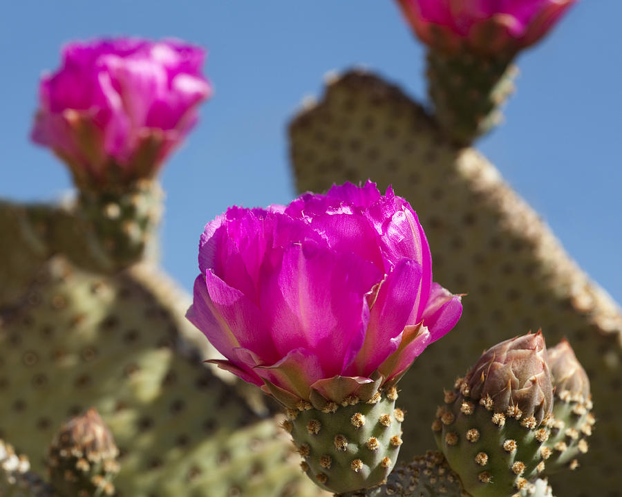 Cactus Photograph - Beavertail Cactus Blossom 2 by Kelley King
