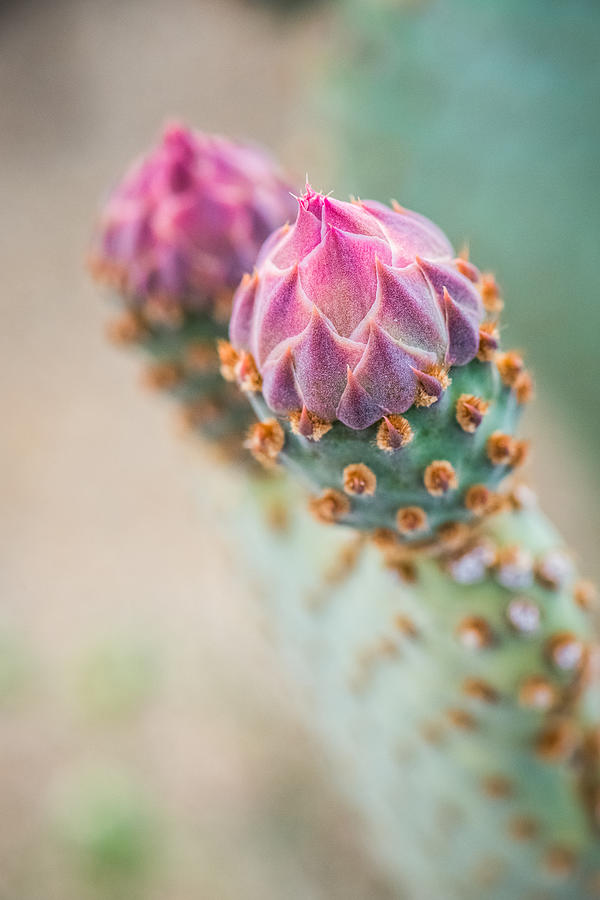 Beavertail Cactus Buds Photograph by Alexander Kunz