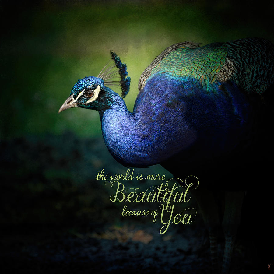 Because of You - Peacock Art Photograph by Jai Johnson