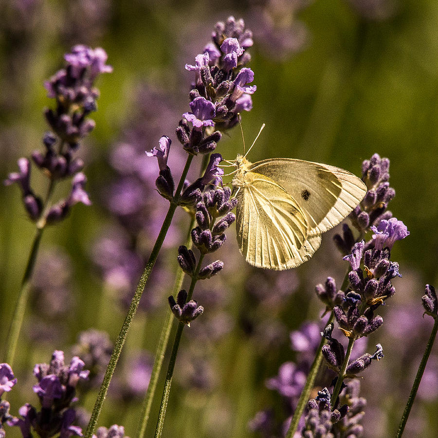 Butterfly Photograph - Beckers on Lavender by Janis Knight