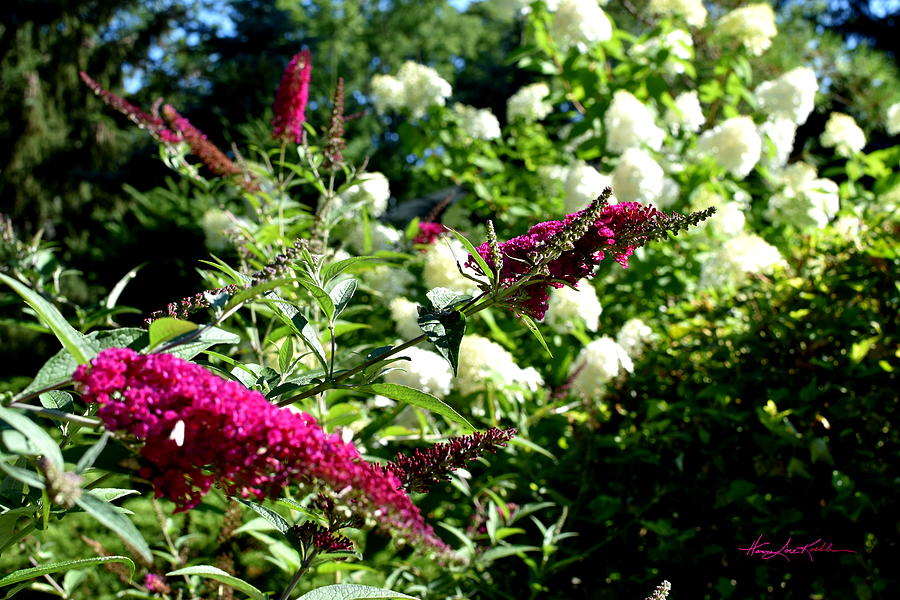 Beckoning Butterfly Bush Photograph by Hanne Lore Koehler