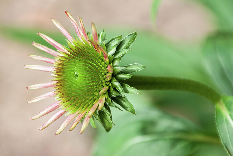 Becoming Echinacea - Photograph by Julie Weber