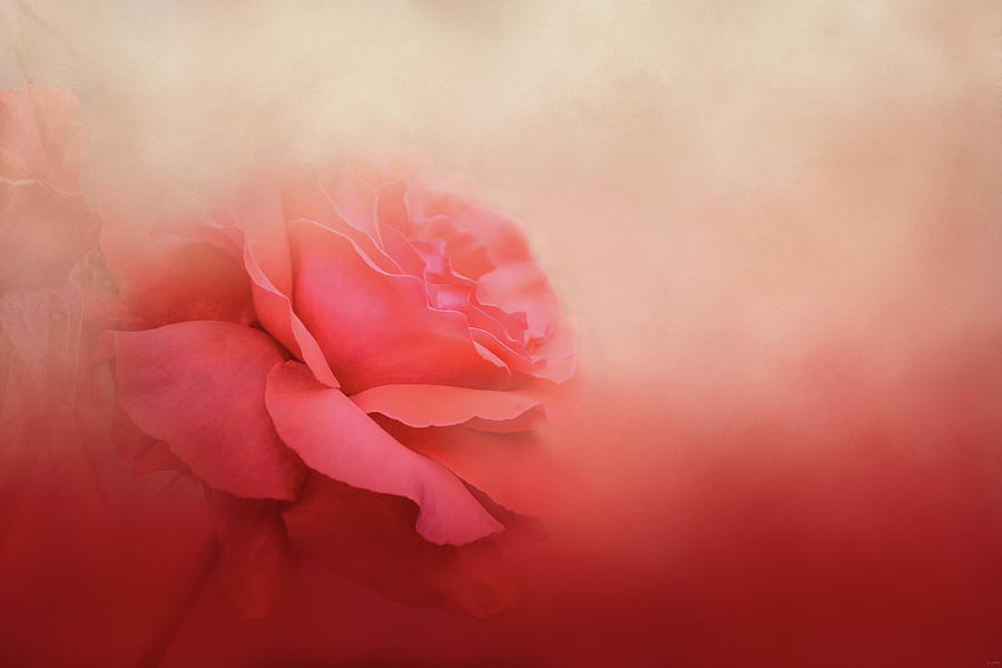 Becoming One Rose Art Photograph by Jai Johnson