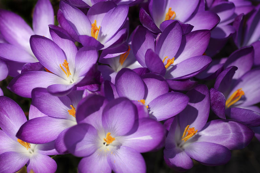 Bed Of Flowers Photograph by Michael Filonow