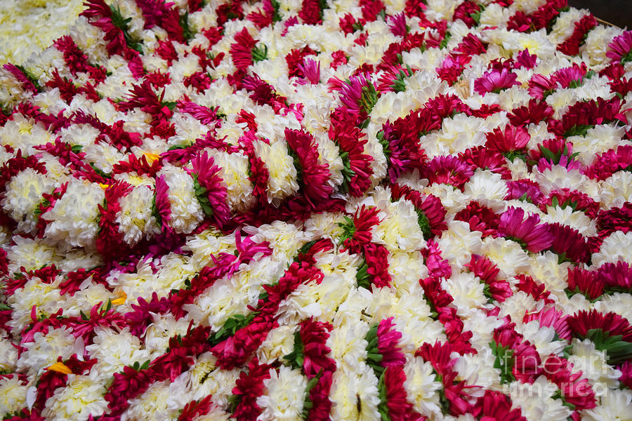 Bed of Flowers Photograph by Mini Arora
