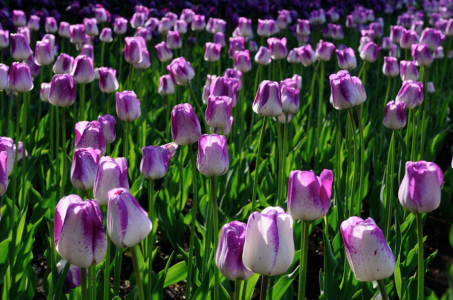 Tulip Photograph - Bed of purple and white Shirley Tulips backlit in early morning  by Reimar Gaertner