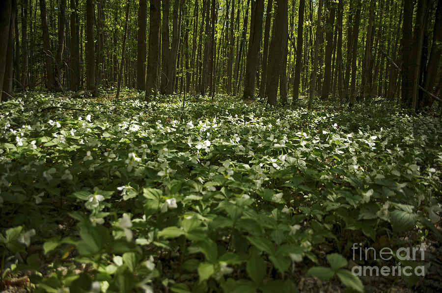 Bed of Trilliums Photograph by Elaine Mikkelstrup | Fine Art America