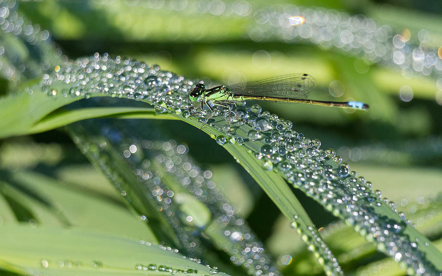 Bedazzled Damselfly Photograph by Penny Meyers