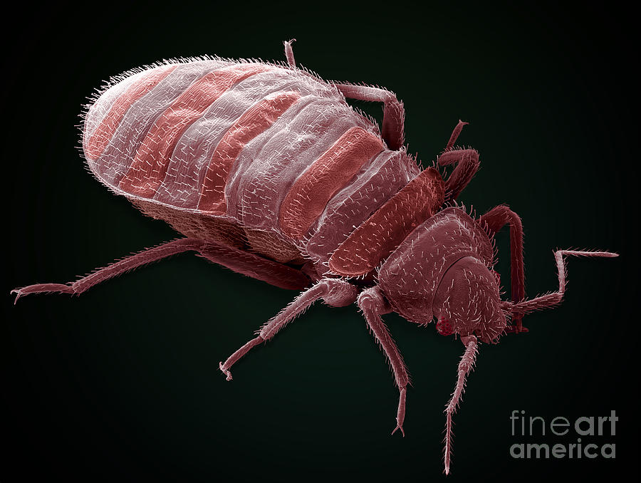 Bedbug, Cimex Lectularius, Sem Photograph by Ted Kinsman