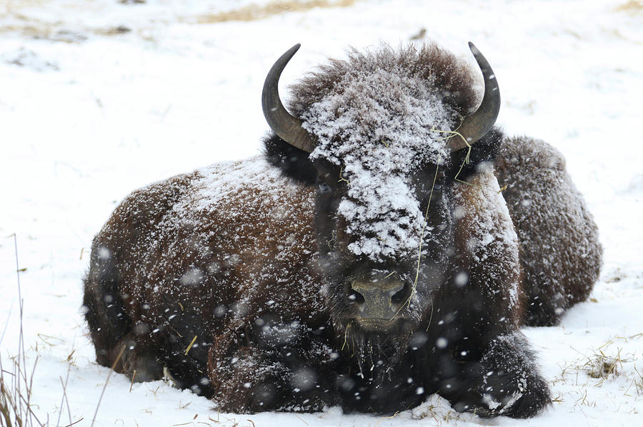 Bedded Bison Photograph by Brook Burling
